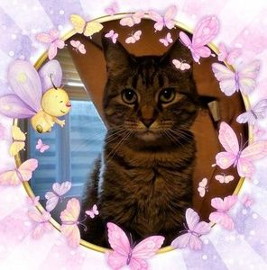 Meet your Posher, Kim